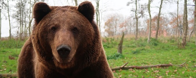 В Петрозаводске разбираются с выходом медведя к жилым домам в микрорайоне Древлянка